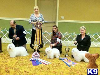 Coton De Tulear Puppies