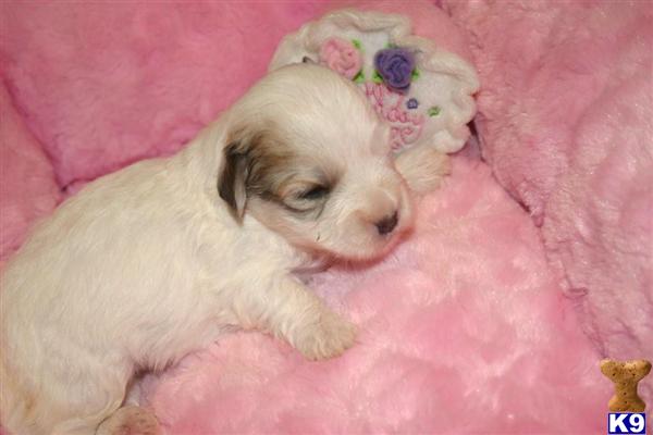 Coton De Tulear Puppies