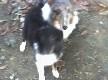 Dogs for Sale in KY