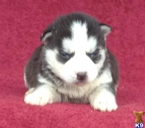 Picture of tiger lily flower cute desktop water red lily flower siberian husky puppy for adoption Car Tuning