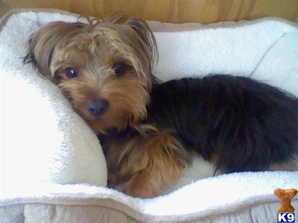 Stud Dogs - Yorkshire Terrier