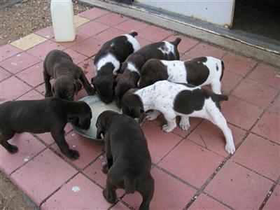 Puppies in NM