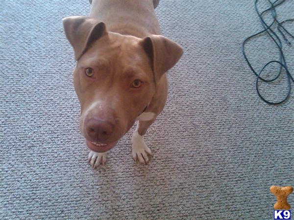 Dogs - American Pit Bull