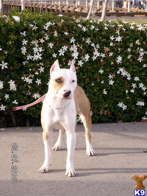 Dogs for Sale in CA