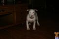 Bull Terrier