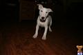 Bull Terrier