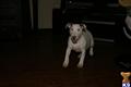 Bull Terrier