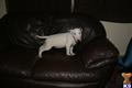 Bull Terrier