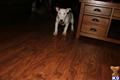 Bull Terrier