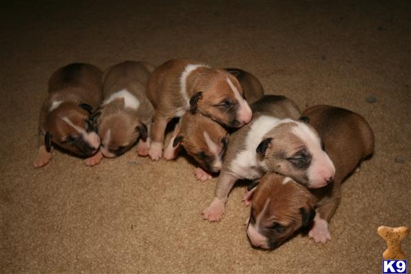 Bull Terrier Puppies