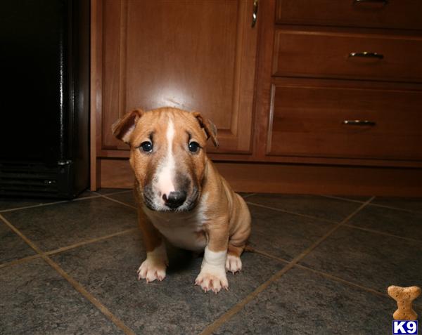 Puppies in IL