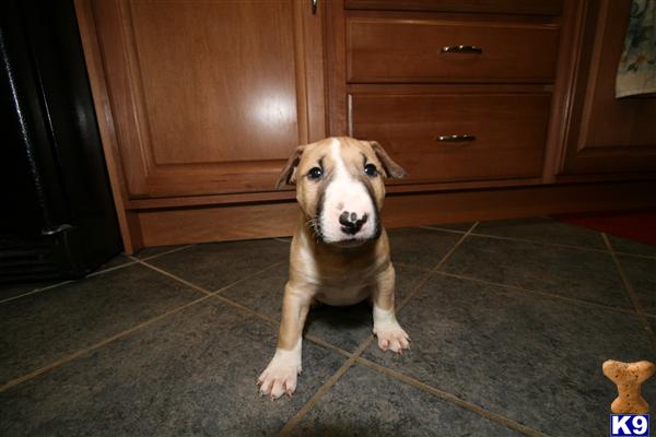 Puppies in IL