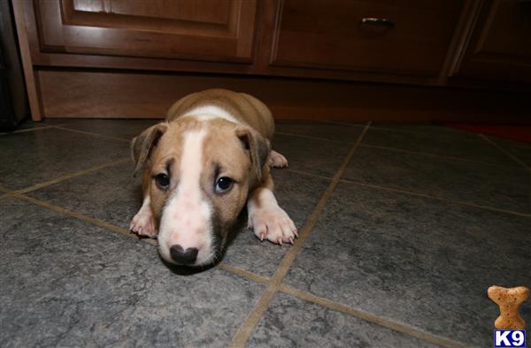 Puppies in IL