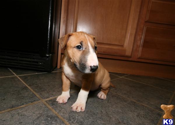Puppies in IL