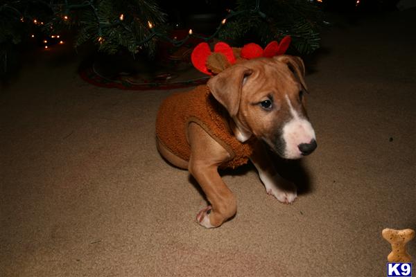 Puppies in IL
