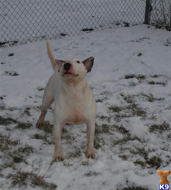 Stud Dogs in IL