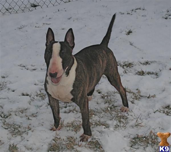 Stud Dogs in IL