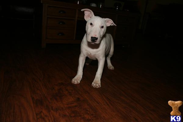 Puppies in IL