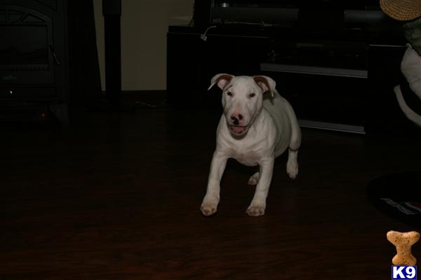 Puppies in IL