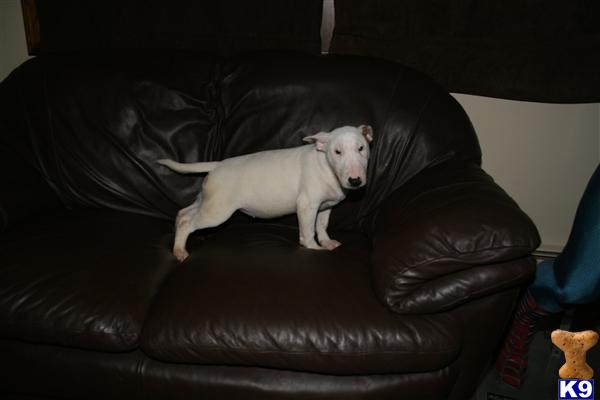 Puppies in IL