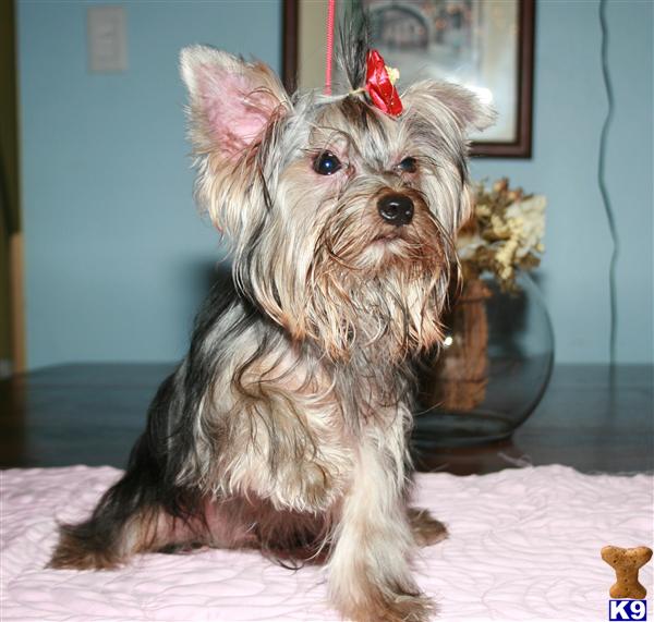 Dogs - Yorkshire Terrier