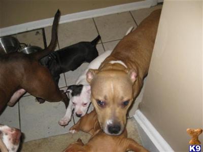 Puppies in MD