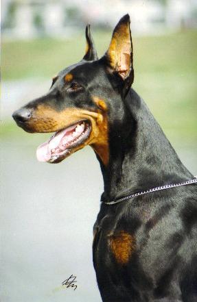 Stud Dogs in VA