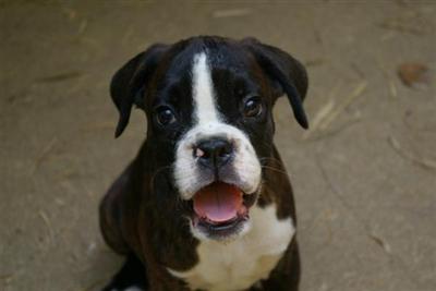 Puppies in Alexandria