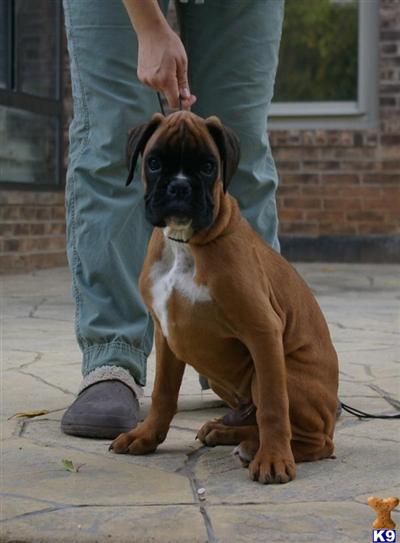 Puppies in VA