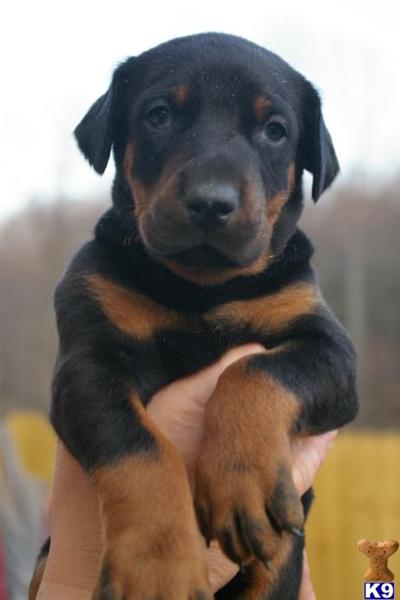 Doberman Pinscher Puppies for Sale