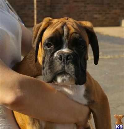 Boxer Puppies for Sale