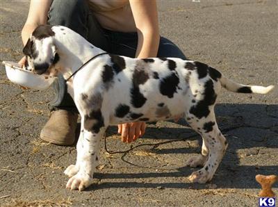 Great Dane Puppies for Sale