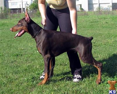 Doberman Pinscher Puppies for Sale