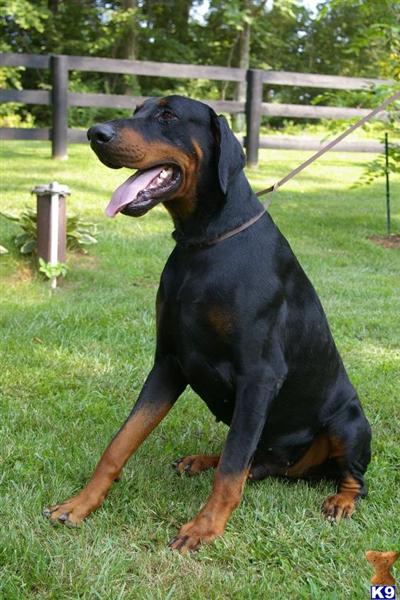 Stud Dogs - Doberman Pinscher