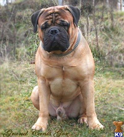 Bullmastiff Puppies for Sale