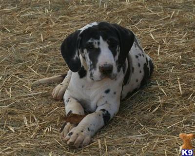 Puppies in VA