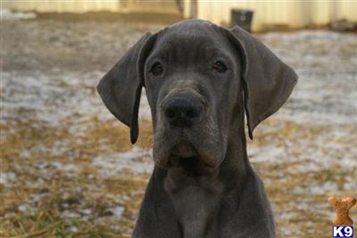 Puppies in VA
