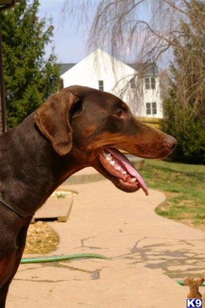 Dogs for Sale in VA