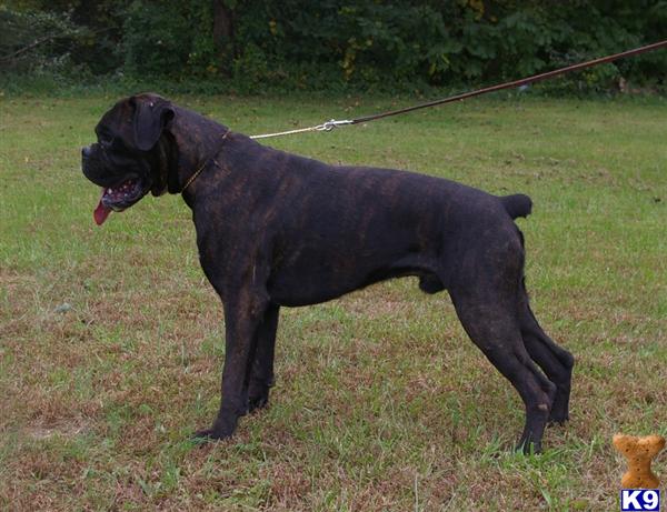 Stud Dogs - Boxer