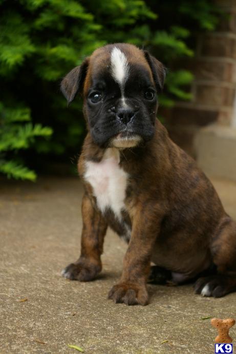 Puppies in Manassas