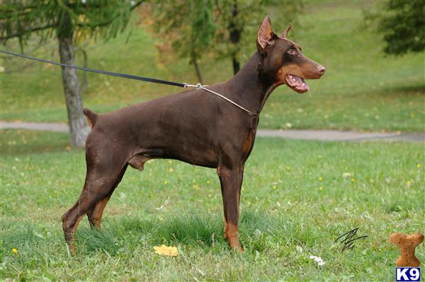 Stud Dogs in VA