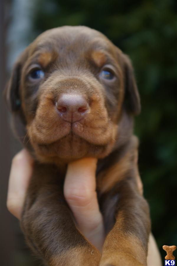 Puppies in VA