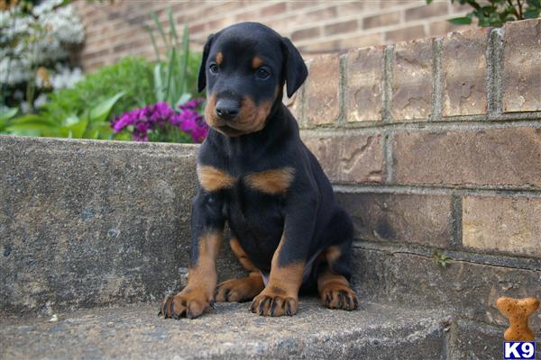 Puppies in Manassas