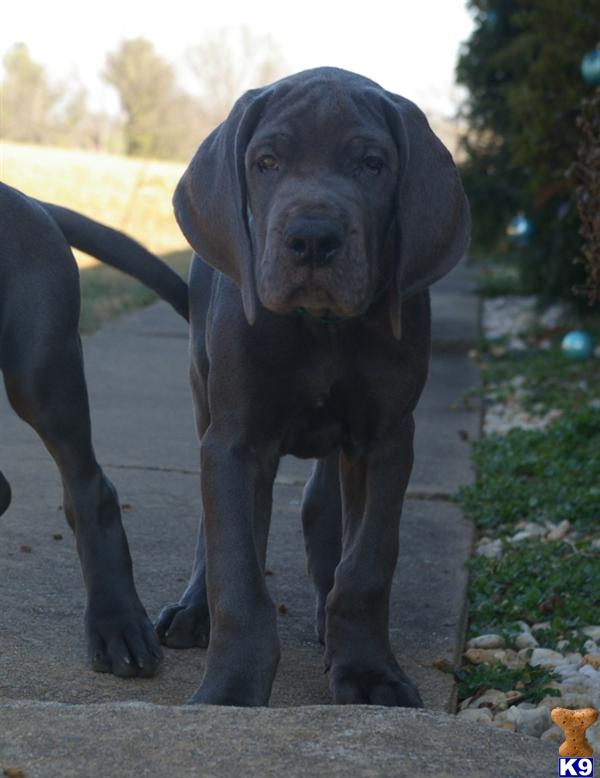 Puppies in VA