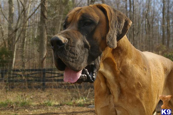 Stud Dogs in VA