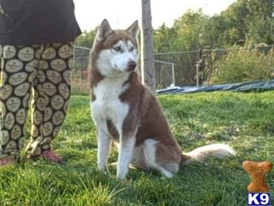 Stud Dogs - Siberian Husky