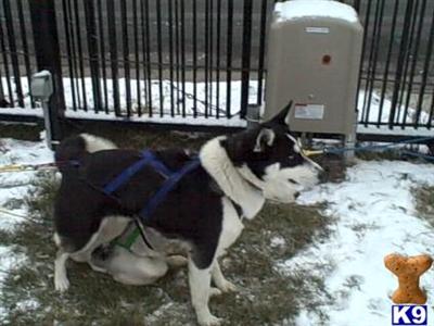 Stud Dogs - Siberian Husky