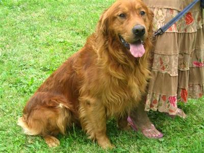 Stud Dogs in IL