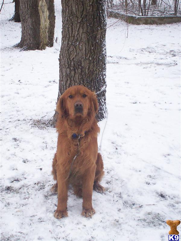 Stud Dogs - Golden Retriever