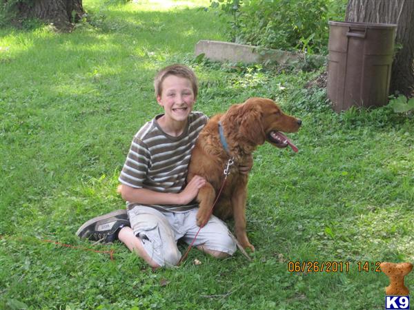 Stud Dogs in IL